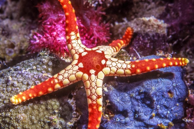 Red and Pink Tile Starfish For Sale (Fromia sp. ). TOP Care facts