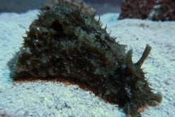 Nudibranchs & Sea Slugs