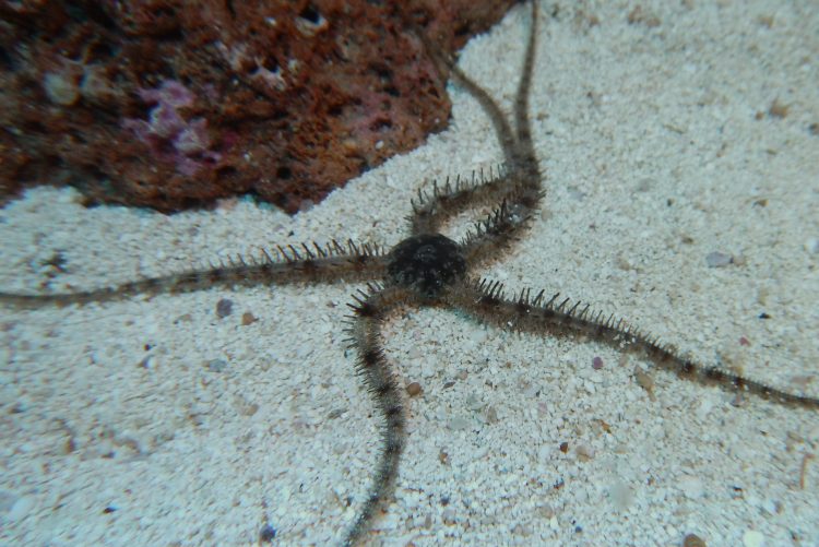 Tiger Brittle Starfish For Sale sp.). TOP Care facts