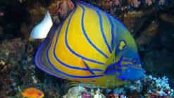 Angelfish, Large