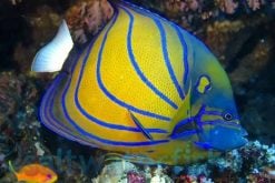 Angelfish, Large