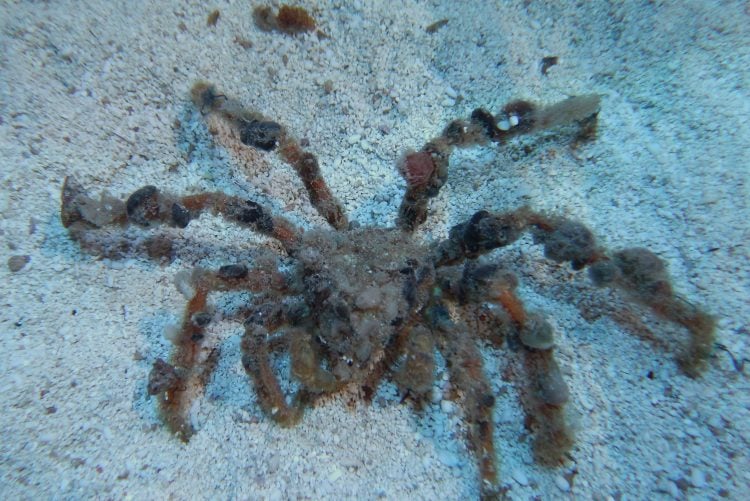 Decorator Spider Crab For Sale Camposcia Retusa Top Care Facts