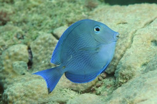 Atlantic Blue Tang For Sale (Acanthurus coeruleus). TOP Care facts ...