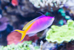 Anthias