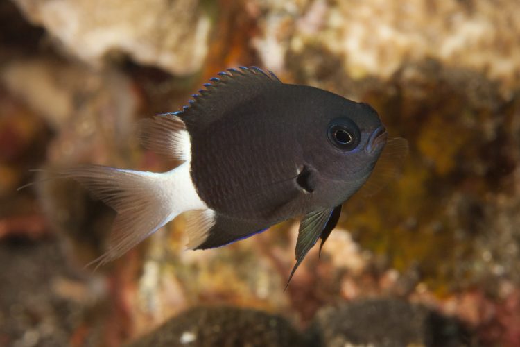 Bicolor Chromis Damsel For Sale (Chromis margaritifer). TOP Care facts
