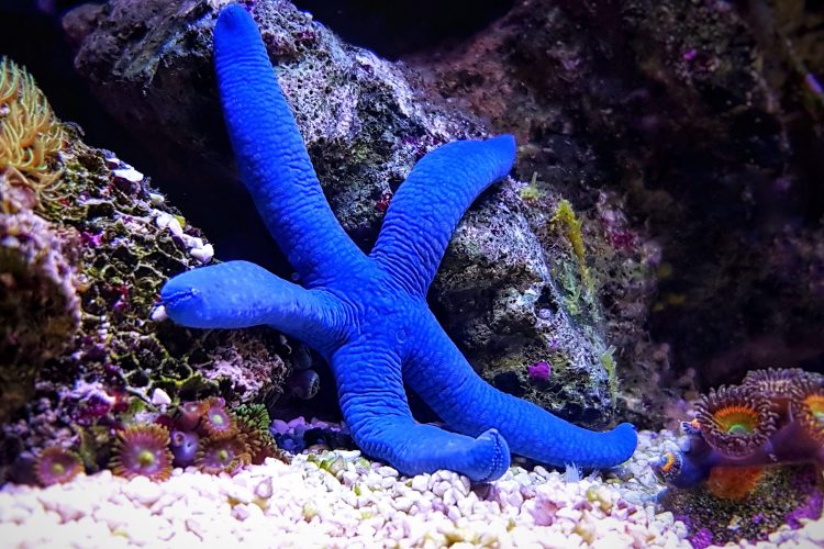 Blue Linckia Starfish For Sale (Linckia laevigata). TOP Care facts ...