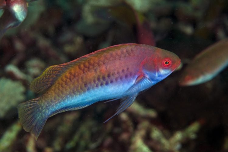 Blue Sided Fairy Wrasse For Sale (Cirrhilabrus cyanopleura). TOP Care