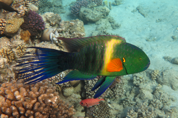 Broomtail Wrasse For Sale (Cheilinus lunulatus). TOP Care facts