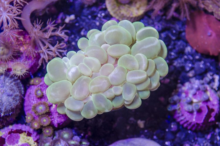 The Camdyn Bubble Top-Coral main image 0