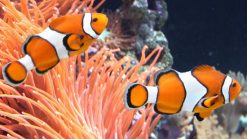 Clownfish