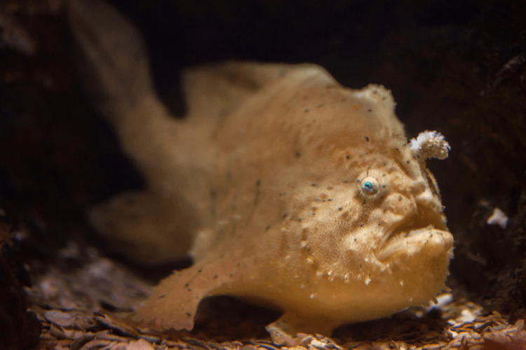 Angler Fish Colored In Colored Angler For Sale (Antennarius sp.). TOP Care facts. Reefs4Less.com