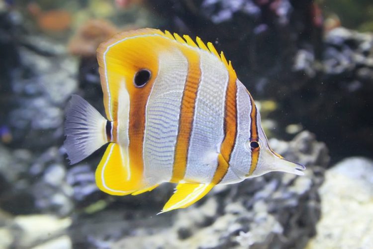 Copperband Butterfly For Sale (Chelmon rostratus). TOP Care facts