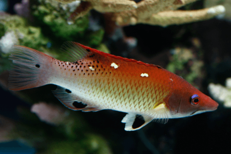 Diana's Hogfish For Sale (Bodianus diana). TOP Care facts.