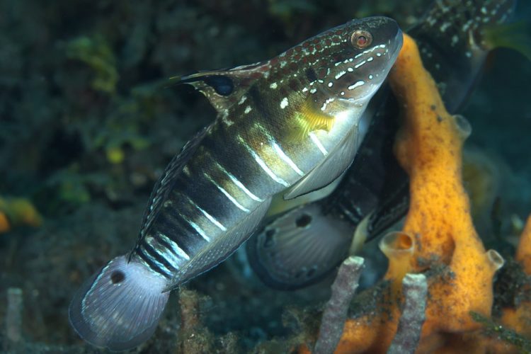 Dragon Goby For Sale (Amblygobius phaleana). TOP Care