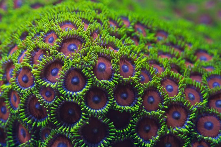 eagle eye zoa eagle eye zoa
