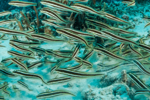 Engineer Goby For Sale (Pholidichthys leucotaenia). TOP Care facts