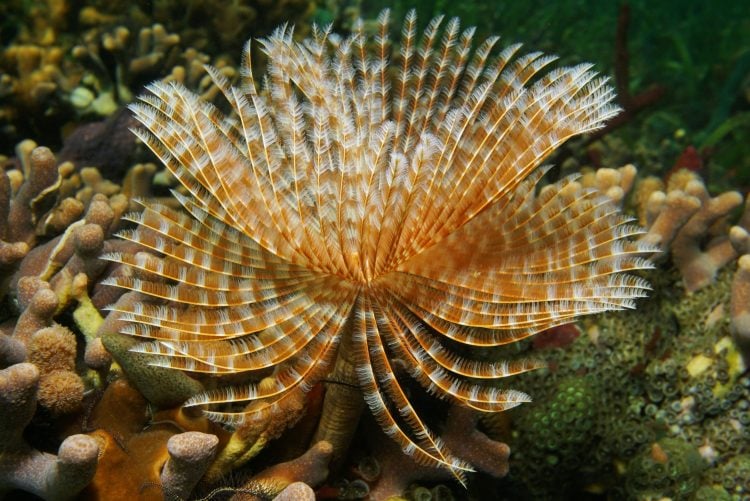 Feather Duster For Sale (Sabellastarte giganteus). TOP Care facts