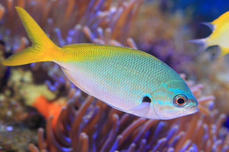 Fusilier Assorted Color For Sale (Caesio sp.). TOP Care facts