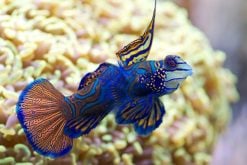 Dragonets