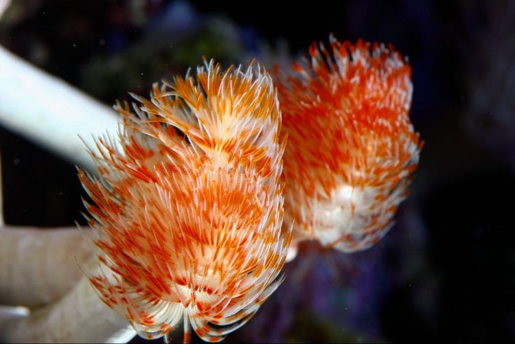 Hard Tube Coco Worm For Sale (Protula magnifica). TOP Care facts