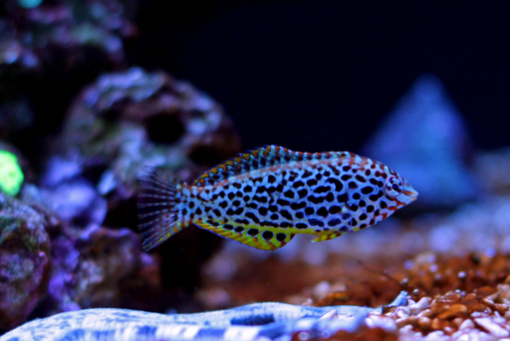 Leopard Wrasse For Sale (Macropharyngodon meleagris). TOP Care facts