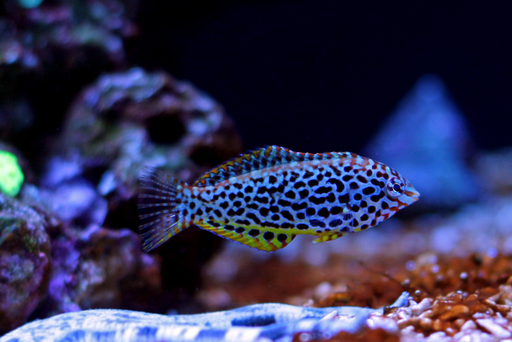 leopard wrasse care