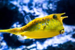 Boxfish