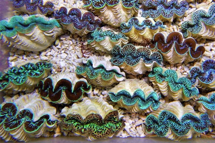 Maxima Clam For Sale (Tridacna maxima). TOP Care facts.