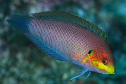 leopard wrasse care