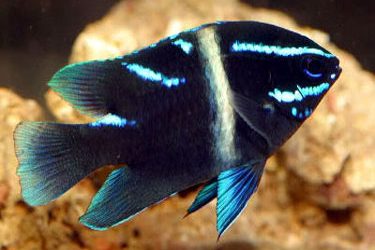Neon Velvet Damsel For Sale (Paraglyphidodon oxyodon). TOP Care facts