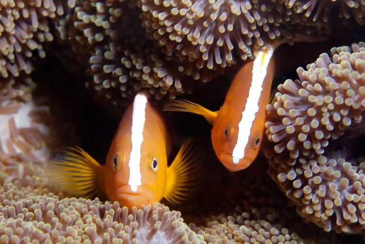 Orange Skunk Clown For Sale (Amphiprion sandaracinos). TOP Care facts