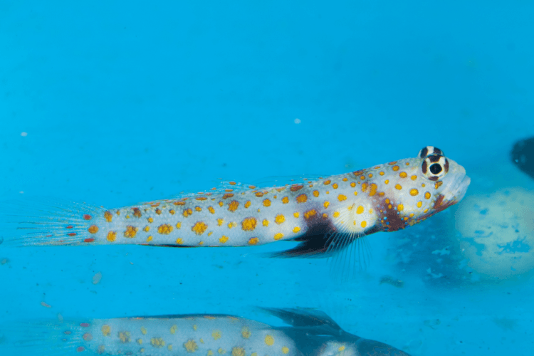 Orange Spot Prawn Goby For Sale (Amblyeleotris guttata). TOP Care facts