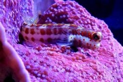 Blennies