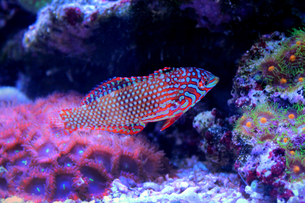 leopard wrasse care