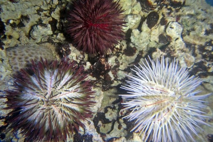 Pincushion Urchin For Sale (Lytechinus variegatus). TOP Care facts