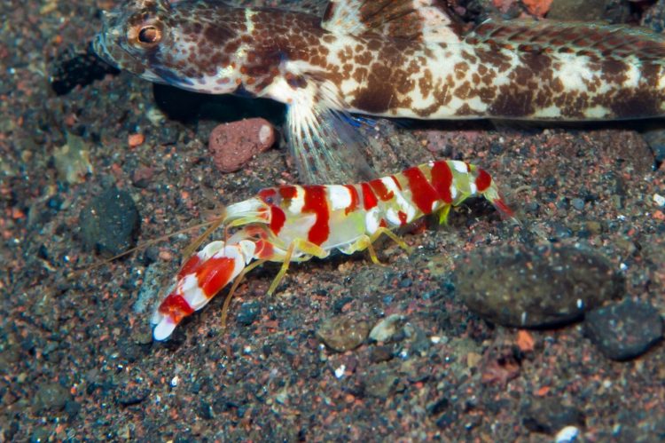 Pistol Shrimp Candy Stripe For Sale (Alpheus randalli). TOP Care facts