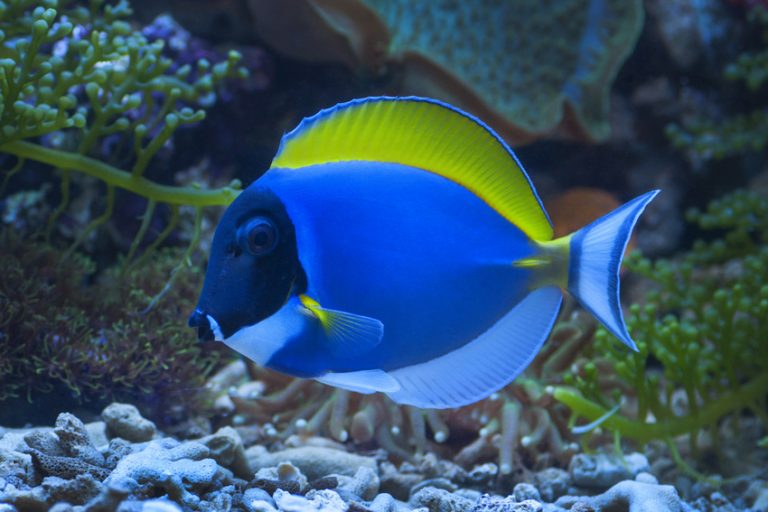 Powder Blue Tang For Sale (Acanthurus leucosternon). TOP Care facts