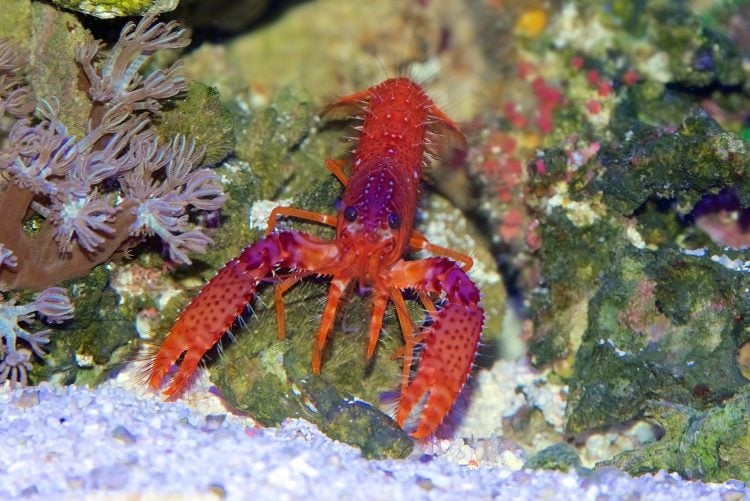 purple lobsters for sale