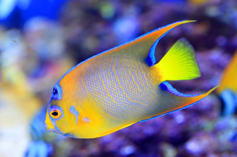 Queen Angel For Sale (Holocanthus ciliaris). TOP Care facts. Reefs4Less.com