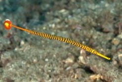 Seahorses & Pipefish