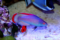 Wrasses, Reef Safe