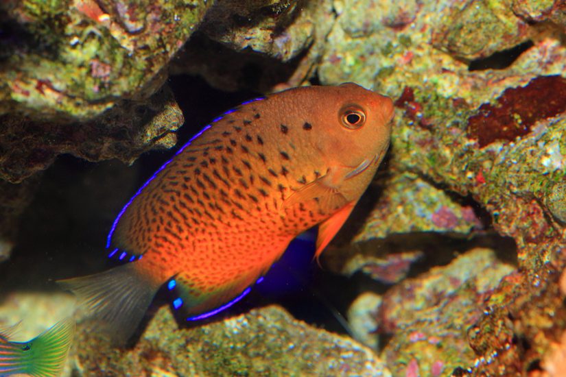 Rusty Angel For Sale (Centropyge ferrugatus). TOP Care facts ...