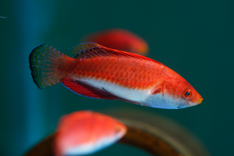 Sailfin Fairy Wrasse For Sale (Cirrhilabrus sp. ). TOP Care facts