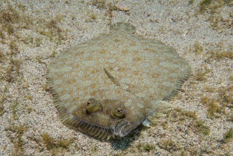 Sand Flounder For Sale (Bothus lunatus). TOP Care facts.