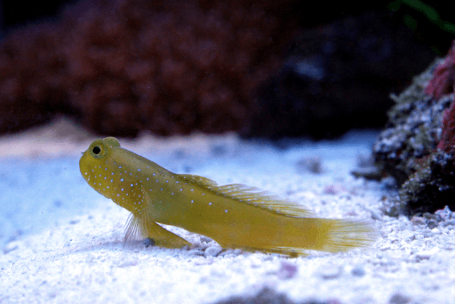 Yellow Watchman Goby For Sale (Cryptocentrus cinctus). TOP Care facts
