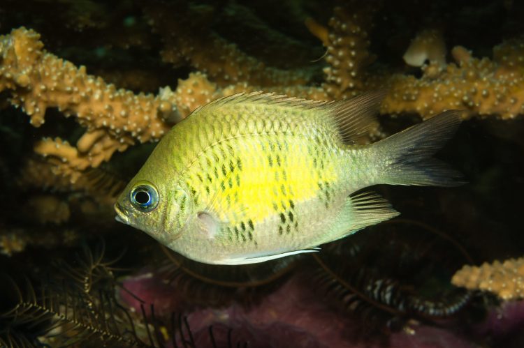 Staghorn Damsel For Sale (Amblyglyphidodon curacao). TOP Care facts