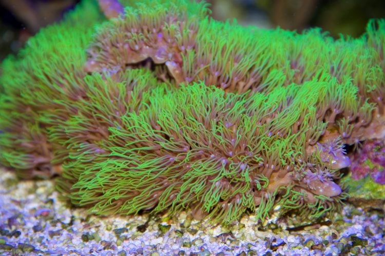 Star Polyp For Sale (Briareum sp. ). TOP Care facts. Reefs4Less.com