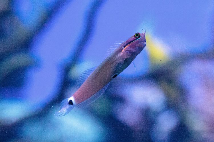 tail spot blenny care