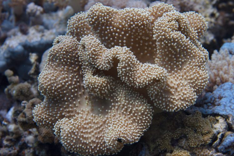 Umbrella Leather Coral For Sale (Sarcophyton sp.). TOP Care facts