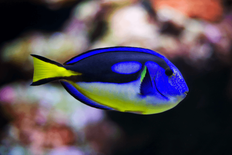Blue Tang Yellow Belly For Sale (Paracanthurus hepatus). TOP Care facts